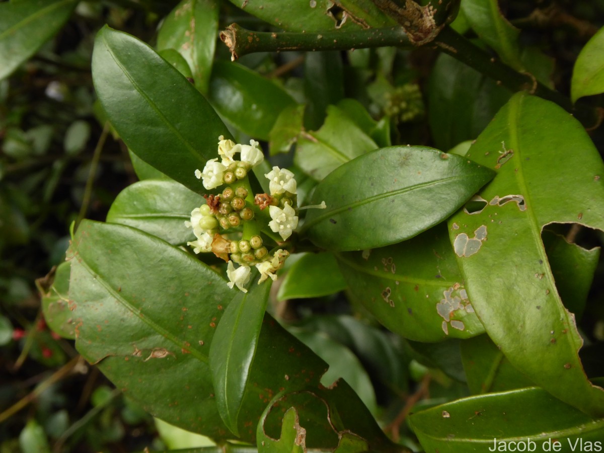Psychotria nigra var. nigra
